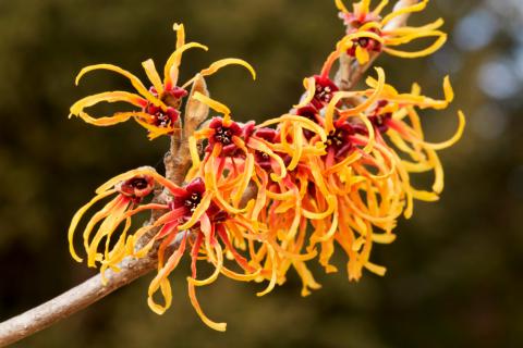 HAMAMELIS